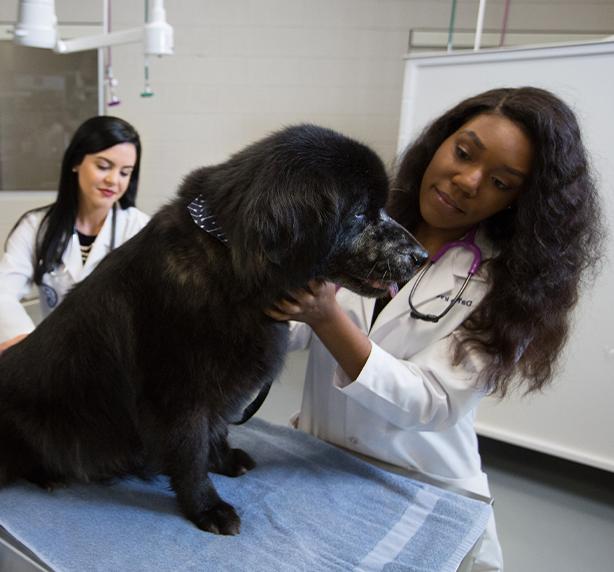 Doctor examining a dog.